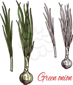 Green onion vegetable isolated sketch of scallion with fresh leaf. White bulb and green stalk of spring onion or leek icon for grocery shop or farm market label design