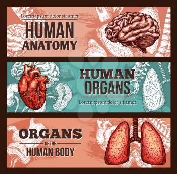 Human organ anatomy sketch banner set with internal body parts and bones. Lungs, liver and stomach, heart, brain and kidney, spine and tooth poster for medicine, science and biology themes design