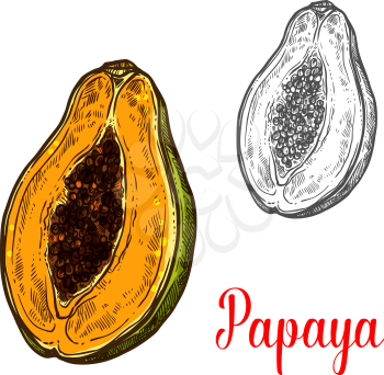 Papaya fruit sketch of exotic tropical berry. Half of ripe pawpaw with aroma flesh and black seed isolated icon for tropical juice label, fruity drink and vegetarian dessert menu design