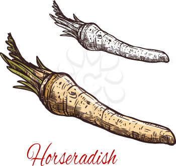 Horseradish vegetable sketch with root of spice plant. Fresh horseradish with green leaf isolated icon for spice or condiment ingredient and wasabi spicy sauce label design
