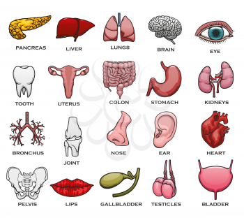 Human organ icons. Heart, lung and brain, liver, kidney and stomach, eye, spine and ear, tooth, bladder and pancreas, uterus and noise, gallbladder and colon, bronchus, lips and testicles