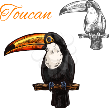 Toucan sketch with bird of South American tropical jungle. Exotic toco toucan with black plumage, white chest and yellow beak sitting on branch icon for zoo mascot and t-shirt print design