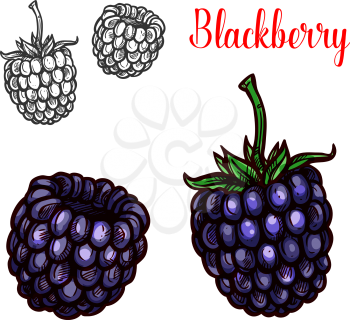 Blackberry fruit sketch of sweet summer berry. Fresh fruit of wild or garden bramble with green stem and leaf isolated icon for vegetarian dessert, jam and healthy food ingredient packaging design