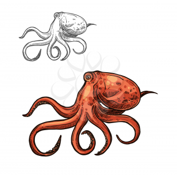 Octopus isolated sketch of sea animal. Ocean mollusc with red body and tentacles icon for seafood or fish market label, zoo aquarium symbol or t-shirt print design