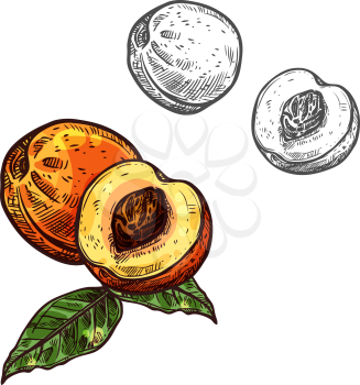 Peach fruit sketch of sweet juicy nectarine. Fresh fruit of peach tree with green leaf isolated icon for fruity drink, natural juice or jam label, vegetarian dessert and food packaging design