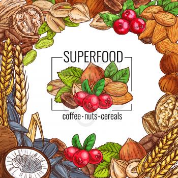 Superfood poster with nut, cereal, seed and coffee bean. Almond, walnut and pistachio, hazelnut, coffee and coconut, wheat ear and sunflower seed sketch frame with pilled kernel, grain and green leaf