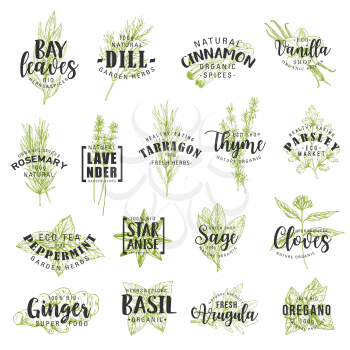 Herbs and spices vector lettering with vegetable seasonings and condiments sketches. Parsley, rosemary and thyme, basil, mint and ginger, cinnamon, vanilla, anise and dill, food ingredients
