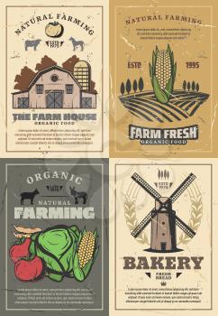 Farming and agriculture vintage posters of organic food, natural fruits and vegetables growing, cow and chicken animal, meat and milk farm. Vector village barn, harvested field landscape and windmill