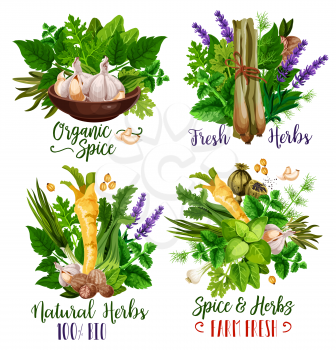 Spices and herbs, organic condiments and food seasonings. Vector parsley, mint and basil, garlic, nutmeg and rosemary, thyme, horseradish and dill, lavender and poppy flower seed. Spice shop