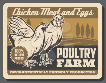 Poultry farm chicken meat and eggs vector design with hen and rooster. Animal and bird farming, organic food production theme design