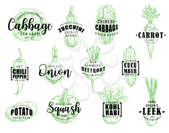 Vegetables and green veggies, vector sketch lettering. Vector cabbage, kohlrabi and zucchini squash, Chinese napa cabbage and carrot, chili pepper and potato, onion and leek, beetroot and cucumber