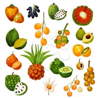 Vector exotic tropic fruits pandan or pandanus, longkong and soursop apple, mombin and naranjilla, jambolan and bergamot fruit, lucuma or tangerine and physalis, cherimoya and cashew