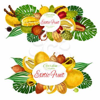 Exotic tropic vector fruits tamarind, jackfruit or pomelo and quince pear. Tropical fruit agriculture and farm market morinda, ackee or champakka apple or pepino and organic jabuticaba or cantaloupe