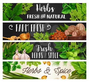 Spices, herbs and food cooking seasonings or organic natural culinary flavorings. Vector parsley, dill or spinach and celery, garlic with nutmeg or poppy seed and sage or tarragon and rosemary