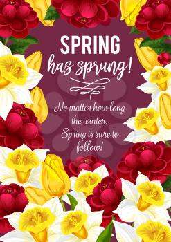 Spring is sprung quote for springtime greeting card and seasonal wishes design. Vector bunch of blooming narcissus or daffodils and springtime bunch of hibiscus roses blossoms