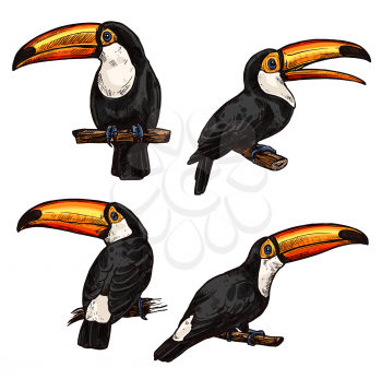 Set of toucans. Exotic bird toucan. Hand drawn toucan on white background. Vector set of tropical birds isolated on white. Jungle tropical birds black color. Concept of wildlife and nature. Icon of exotic bird