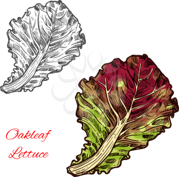 Red oakleaf lettuce vegetable icon. Green leaf of lettuce salad. Concept of healthy food and vegetarian. Salads and leafy vegetable poster for farm market. Concept of farming and agriculture