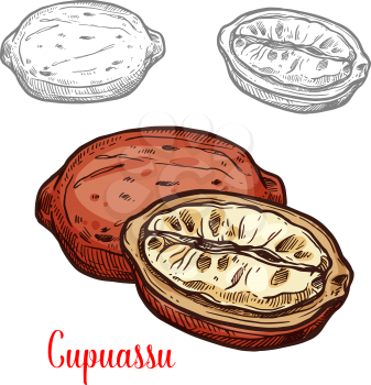 Cupuassu fruit sketch of tropical rainforest tree fresh berry. Whole and half fruit of brazilian cupuassu isolated icon for exotic dessert, fruity drink and tropical cocktail design