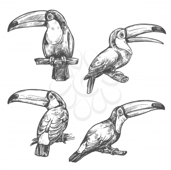 Toucan sketch set with tropical bird in different positions. American forest toco toucan bird sitting on branch with open beak. Exotic wild bird for t-shirt print and Amazonian wildlife symbol design
