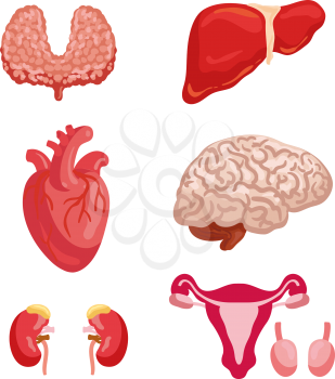 Human organ anatomy cartoon icon set with internal organ and body system. Heart, brain and liver, kidney, thyroid and female reproductive system with ovary for medicine and healthcare themes design