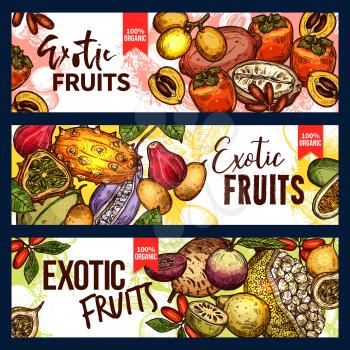 Exotic fruit and tropical berry sketch banner set. Fresh persimmon, kiwano and granadilla, jackfruit, akebia and miracle fruit, marula and cupuassu for exotic fruit dessert or drink menu design