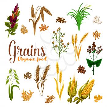 Grain seed of cereal with ear icon set of natural organic super food. Wheat, barley and rice, oat, rye and corn or maize, millet, buckwheat, quinoa and spelt crop plant for healthy nutrition design