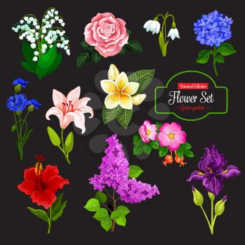 Spring flower cartoon icon set of wild flowering plant and tropical hawaiian flower. Rose, lily and snowdrop, iris, cornflower and lilac branch, lily of the valley, hydrangea, hibiscus and plumeria