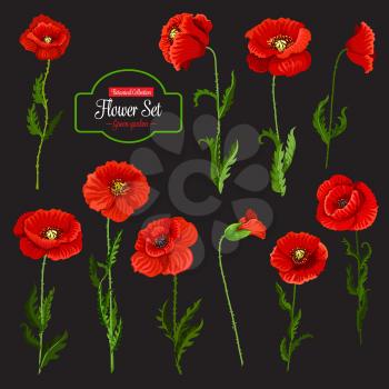 Poppy flower icon set of red wildflower. Blooming poppy flower with green leaf, stem and floral bud, wild flowering plant for greeting card or wedding invitation floral decoration design