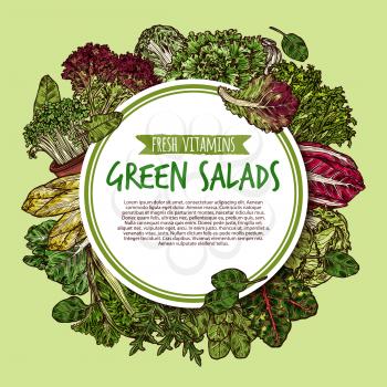 Green salad poster with fresh leaf vegetable. Iceberg lettuce, cabbage and spinach, arugula, celery and sorrel, batavia, watercress and chicory sketch label for farm market food packaging design