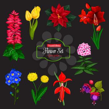 Flower bouquet cartoon icon set. Spring tulip, dandelion and forget-me-not, phlox, delphinium and poinsettia, fuchsia, amaryllis and hippeastrum flowering plant with red, yellow and blue flowers