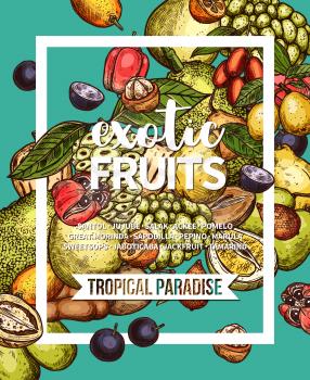Exotic fruit sketch banner of fresh tropical berry branch and green leaf. Pomelo, marula and jackfruit, tamarind, sweetsop and jaboticaba, ackee, jujube and salak, pepino, morindo and sapodilla