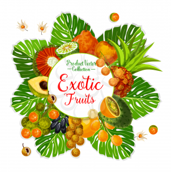 Exotic fruit and berry poster with tropical palm leaf. Tangerine, kiwano and physalis, pandan, longkong and jambolan, lucuma, mamoncillo and cocona, bael and puhala for natural food and drink design