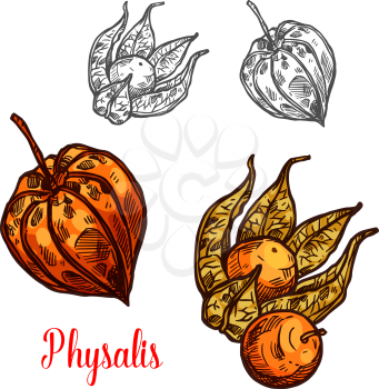Physalis fruit sketch of flowering plant berry. Ripe orange ground cherry, cape gooseberry or golden berry with husk for healthy food ingredient, natural juice and dessert design
