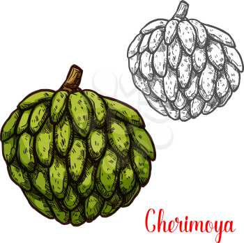 Cherimoya fruit sketch of colombian and indonesian tropical tree. Fresh and ripe green fruit of custard apple isolated icon of exotic dessert and healthy vegetarian food design
