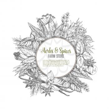 Herbs and spices store sketch poster. Organic mint and rosemary, basil, thyme, parsley, bay and anise star, dill and ginger, cinnamon, oregano and vanilla, marjoram. Natural cooking ingredient design