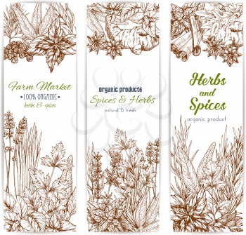 Herbs and spices. Vector banners set of sketch oregano, dill and parsley, cinnamon, lavender and cilantro. Basil seasoning and ginger, rosemary or cloves or tarragon. Sage and bay leaf, thyme dill and cinnamon