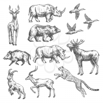 Animal sketch set of wild bird, african safari and forest mammal. Bear, duck and deer, rhino, antelope and jaguar, goat, boar and elk isolated icon for hunting sport open season or hunter club design