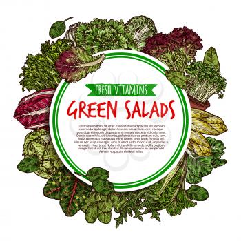 Green salad leaf poster with fresh vegetable greens frame. Lettuce, spinach and cabbage, arugula, cress salad, celery, chicory and sorrel, radicchio and bok choy for vegetarian restaurant menu design