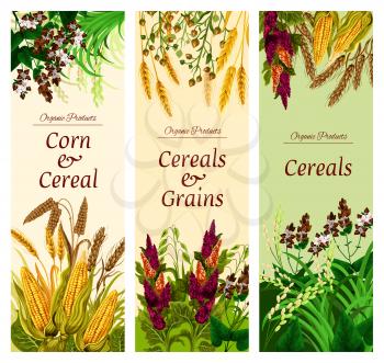 Cereal, grain and vegetable banner of natural healthy food template. Wheat, rice and barley, rye, oat and corn, quinoa, buckwheat, millet and spelt seed, bunch of crop plant flyer for superfood design