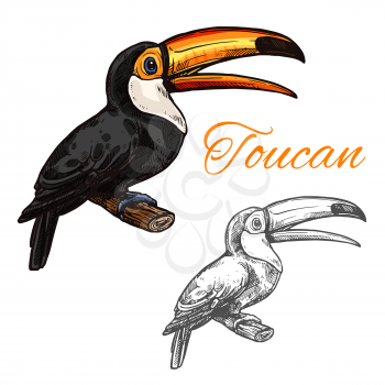 Toucan exotic bird sketch icon. Vector isolated symbol of toucan or toco aracari and toucanet species of South Africa and Mexico for wildlife fauna and zoology or and nature zoo design