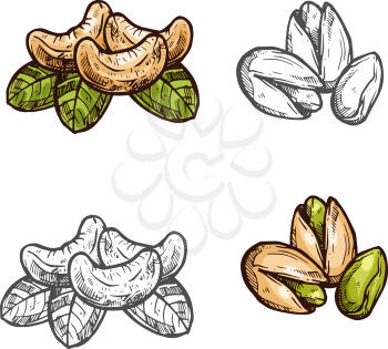 Cashew and pistachio nuts fruits sketch icon. Vector isolated cashew and pistachio peeled and whole for culinary cuisine cooking or vegetarian nutritiion food, grocery store and botanical design