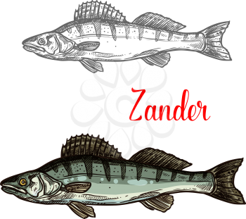 Zander fish sketch icon. Vector isolated symbol of zander fish freshwater species of perch for seafood restaurant or fish food and fishing market or zoology design template