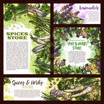 Herbs and spices store sketch posters and banners template. Vector design of chili pepper or ginger and parsley, lavender and peppermint or basil, oregano seasoning and spices for culinary cooking