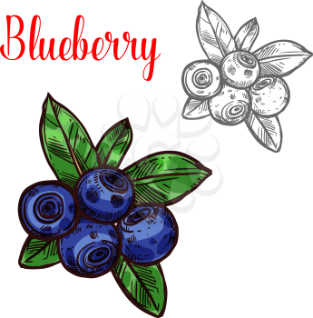 Blueberry berry sketch icon. Vector isolated symbol of fresh farm grown blueberries bunch with green leaf berry for juice or jam dessert or farmer market and botanical design
