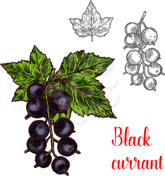 Black currant fruit sketch icon. Vector botanical design of blackcurrant berries bunch with leaf for juice or jam dessert or farmer market isolated color sketch symbol