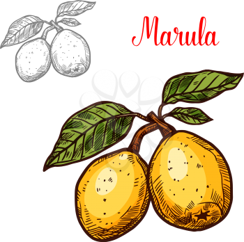 Marula exotic fruit vector design. Fresh vegetarian nutrition concept. Flat style design image. Marula hand drawn isolated on white background. Exotic tropical fruit for organic oil and cosmetics label