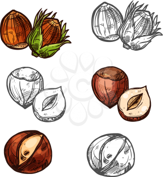 Hazelnut nuts color sketch icon.s Vector isolated botanical design of hazel nut or cobnut or filbert nut peeled and whole for culinary cuisine cooking or vegetarian nutrition or farm market