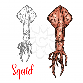 Squid marine mollusk marine animal vector color sketch icon. Ocean squid cephalopod with arms tentacles symbol for seafood restaurant or fish food and fishing market or zoology design template