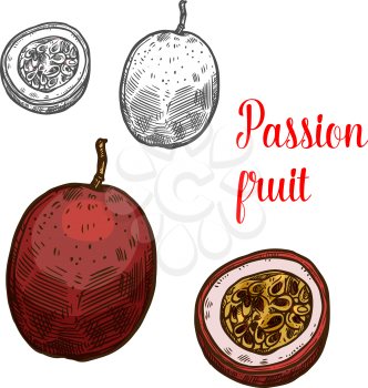 Passion fruit fruit color sketch icon. Vector isolated symbol of fresh whole and slice cut exotic tropical passion fruit maracuya botanical sketch design or whole and slice cut fruits dessert or farmer market