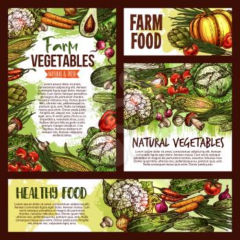 Vegetables and fresh healthy veggies food sketch posters and banners. Vector natural vegan organic avocado, vegetarian cauliflower or broccoli and red cabbage, mushroom or pumpkin and eggplant